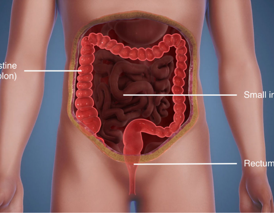 colon anatomy