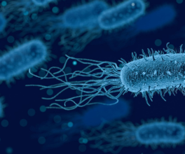 Bacteria, Micro particles 